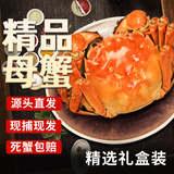 【活蟹】湖中秋色全母大闸蟹2.5-2.8两8只 六月黄螃蟹鲜活现货海鲜生鲜礼盒 源头直发
