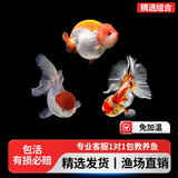 兰寿金鱼波妞观赏鱼活体冷水鱼淡水小金鱼锦鲤蓝瘦金鱼好养包活 精选组合丨4-5厘米丨3种鱼各1条