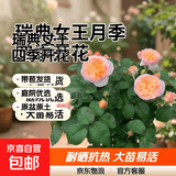 瑞典女王月季夏季耐晒灌木月季带花苞四季开花玫瑰大苗阳台庭院 朱丽叶原盆原土发货大苗40cm左右