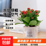 水培植物绿植盆栽室内客厅办公室桌面小盆景花卉绿萝发财树好养活 【重瓣长寿花】+简欧透明吸水盆