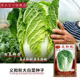 寿禾大白菜种子大全老品种秋播四季农科院娃娃菜山东蔬菜播天津青籽 [老包装]义和秋【jiao州大白菜种子】10g装