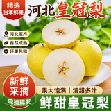 富祺元河北赵州赵县绿皇冠梨冰糖雪梨脆甜多汁当季水果梨子新鲜整箱 皇冠大果8斤