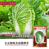 寿禾大白菜种子大全老品种秋播四季农科院娃娃菜山东蔬菜播天津青籽 [老包装]小义和秋白菜种子 10g装