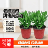 迩英阁大叶玉树老桩盆栽多肉植物燕子掌室内防辐射四季好养绿植净 玉树3年苗两棵【好养】 原土（不含盆）15-25CM不等