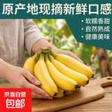 新鲜现摘香蕉小米蕉青皮发货放熟吃新鲜水果 小米蕉 5斤