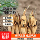 大型观赏荷花种藕苗 莲藕种苗 盆栽荷花种根苗荷花苗莲藕苗莲花苗 可观赏可食用荷花苗 十颗装【带芽发货】