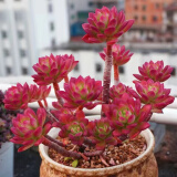 多肉组合盆栽阳台盆栽喜阳植物新手福利按图发货品种花卉好养 3年老桩红稚莲7-10头塑料盆栽好