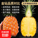 正宗海南金钻凤梨新鲜现货手撕大果巨大号多汁不需挖眼水果包邮 金钻凤梨净重2.5-3斤2-3个【小果】
