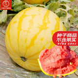 大禹懒汉西瓜种子苗特大适合南方早熟懒人8424麒麟瓜美都无籽水果蔬菜 金玲珑黄皮红心西瓜种子20粒