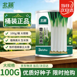 北蔬章丘大葱种子苗铁杆大梧桐葱籽四季菜种籽 章丘大葱种子100g桶装