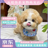 瓦媞纯种韩系马尔泰幼犬小体香槟泰迪熊犬  短嘴颜值高  高品质宠物狗 黄色/金色 2026-04-03 静静 宠物级 韩系精品甜美 公