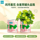 IAM City Farmer含羞草罐头 绿植花卉盆栽种子diy儿童种植小盆栽种植作业10065