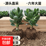 迩英阁大叶玉树老桩盆栽多肉植物燕子掌室内防辐射四季好养绿植净 玉树6年苗两棵【精品力推】 原土（不含盆）15-25CM不等