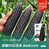 北蔬 黑甜糯玉米种子苗黑玉米大棒玉米籽 黑甜糯昕糯9102玉米种子200g
