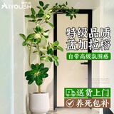 爱优尚孟加拉榕盆栽大型绿植室内客厅高山榕黄金榕树落地源头直发