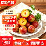 正宗四川小脆红脱骨李 青红脆李子樱桃李茵红多汁新鲜应当季水果 【中果15g+】净重0.9斤