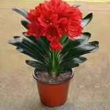 种花迷君子兰盆栽老苗带花苞四季好养多肉花卉绿植物室内圆头和尚大小苗 君子兰大苗12-14片+肥料 不含盆