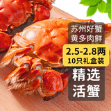 【活蟹】乾澄大闸蟹现货 六月黄2.5-2.8两 10只 去绳足重鲜活螃蟹海鲜礼盒源头直发