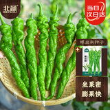 北蔬 螺丝椒种子种苗皱皮特辣辣椒四季蔬菜种籽 北蔬螺丝椒种子100粒