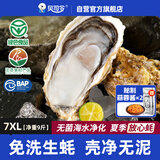 贝司令鲜活免洗生蚝乳山生态牡蛎7XL 净重9斤 9-12只 生鲜 源头直发