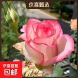 果汁阳台月季花苗四季开花卉盆栽绿植物室内花易活玫瑰带花苞庭院 艾莎【大花浓香，月月开分枝多】 【带花苞】【盆口径15cm】原盆冠25高35
