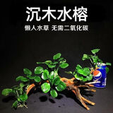 云峰海瑞水草活体懒人草鱼缸造景活体水草套餐鱼缸水草有茎类中后景真水草 小水榕6头沉木