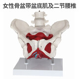 蓝蝶可活动骨盆模型骶骨髋骨女性盆骨动态教学仿真1比1可弯曲人体骨骼解剖盆底肌肉脊柱骶髂教学骨架 可活动-盆底肌附二节腰椎