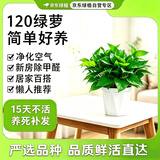 京东绿植绿萝盆栽除甲醛花卉绿植办公室新房净化空气120菱型10盆源头直