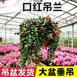 叹为观止18种吊兰任你选金边吊兰各种盆栽花卉客厅垂吊桌面植物净化空气 特级大号口红吊兰【垂吊花盆】 含盆