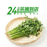 【火锅季】七鲜24小时香菜 100g