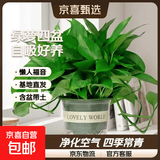 【绿萝盆栽】吸甲醛净化空气水培绿植物懒人花卉好养搬家礼物全 【4盆】180绿萝+绿色加仑盆自吸水 整体含盆高度20-25cm