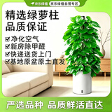 京东绿植大叶绿萝柱盆栽大型绿植办公室内绿箩除甲醛净化空气1.2m源头直发