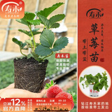 寿禾草莓苗带土发货大苗寿光大型苗场四季带盆栽好蔬菜苗批发种子秧苗 红颜草莓苗3盆+肥料