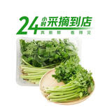 七鲜24小时富硒香芹苗 200g