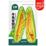 北蔬羊角蜜甜瓜种子苗羊角酥脆超甜香瓜种籽 羊角蜜甜瓜种子约500粒