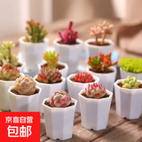 随机多肉植物盆栽新手好养易存活办公室桌面绿植含盆土节日礼物 随机发货（1盆）