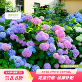 虹越（HONGYUE）大花绣球花盆栽苗 无尽夏花手鞠绣球八仙花庭院阳台花卉 【大花绣球·2盆装】“无尽夏”1加仑