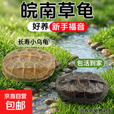 京喜自营-专用品牌外塘中华草龟活体小乌龟宠物情侣金线苗活物草龟黑腹墨龟好养耐活 1-2厘米 1只单身草龟