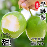 康田汇 陕西酥梨整箱包邮新鲜现货凤梨酥新鲜整箱 精选5.5-5斤【脆甜多汁】净4.5斤