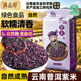 滇品客端午绿色食品云南紫米1斤新米五谷杂粮墨江紫糯米煮粥饭团紫米露