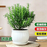 京云梦迷迭香盆栽香草室外驱蚊虫好观叶植物迷迭香植物条纹盆源头直发