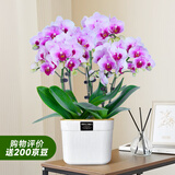爱优尚蝴蝶兰盆栽中秋节礼物乔迁年宵花送礼客厅办公室四季开花源头直发