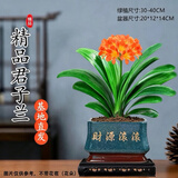 京云梦君子兰盆栽A级多肉绿植花卉四季盆景12-14片财源滚滚墨绿源头直发