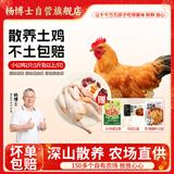 杨博士 皖南散养仔公鸡1只 净重1斤及以上 未打鸣童子鸡配毛豆源头直发
