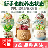多肉植物组合室内小盆栽大颗绿植花卉带陶瓷花盆土办公室好养的花 多肉植物 橙梦露+三树陶瓷盆