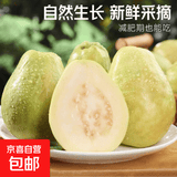精选广西白心番石榴珍珠芭乐脆甜软糯特产南方水果整箱单果 白心芭乐带箱5斤100g+净重4.5斤