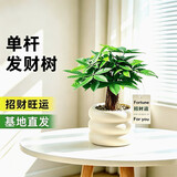 京云梦发财树小盆栽花卉办公室绿植招财幼儿园单杆发财树甜甜圈源头直发