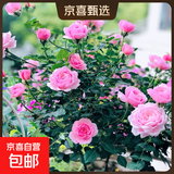 果汁阳台月季花苗四季开花卉盆栽绿植物室内花易活玫瑰带花苞庭院 铃之妖精【中花浓香，月月开分枝多】 【带花苞】【盆口径15cm】原盆冠25高35