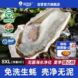 贝司令鲜活免洗生蚝乳山生态牡蛎8XL 净重9斤 8-11只 生鲜 源头直发