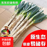 【东东农场专供】新鲜山东铁杆大葱脆嫩多汁绿色蔬菜生鲜超市批发 带老皮去半叶含箱重4斤净重3.5斤